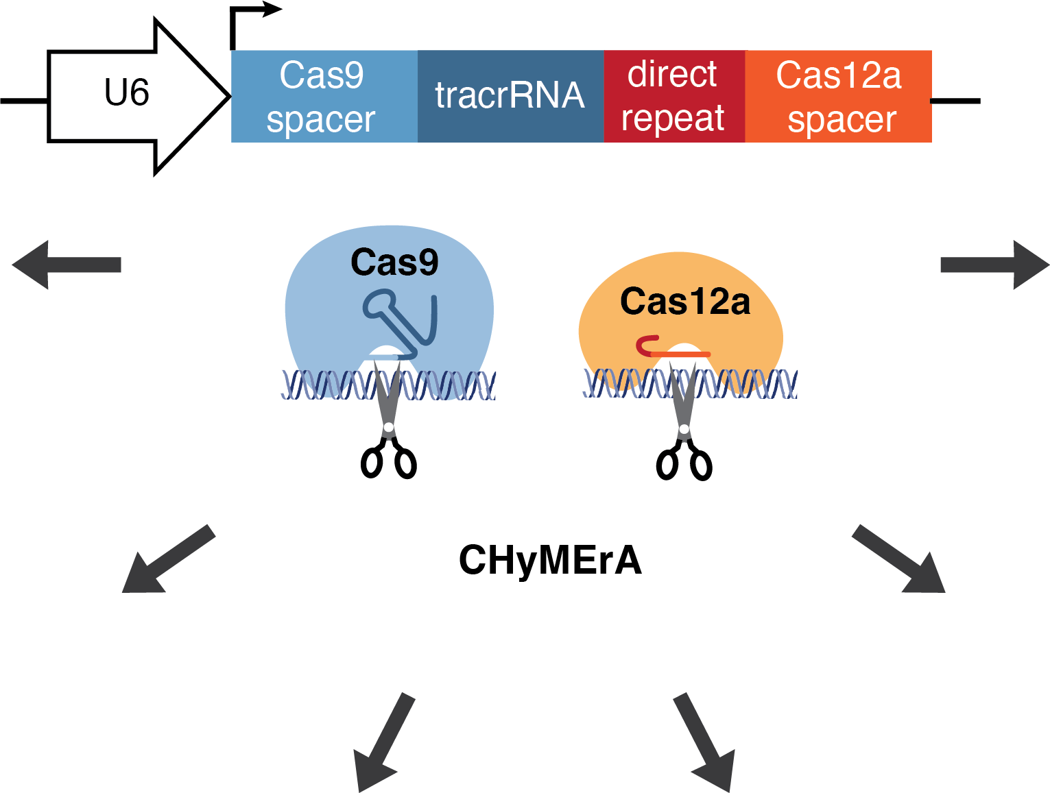 Illustration showing where the chymera process begins.